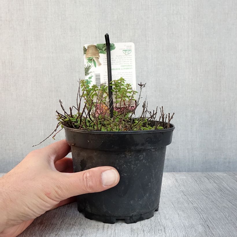 Exemplar von Origan - Origanum vulgare Compactum Pot de 1,5L/2L wie im Herbst geliefert