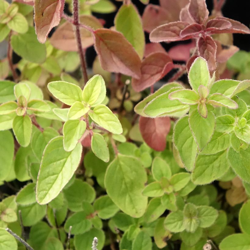 Gewöhnlicher Dost Bio - Origanum vulgare (Foliage)