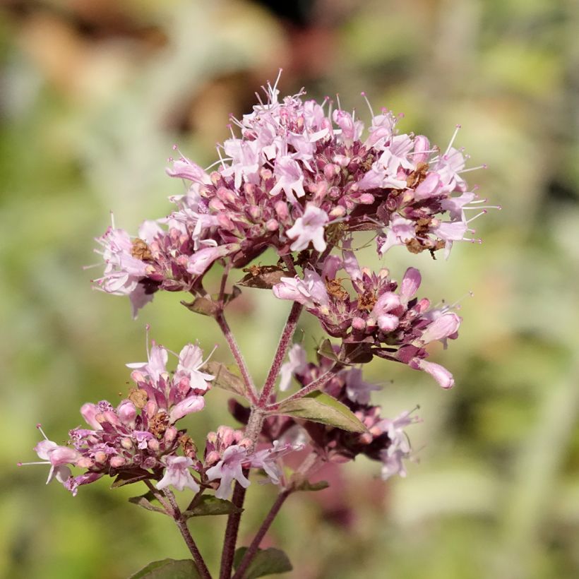 Gewöhnlicher Dost Bio - Origanum vulgare (Flowering)