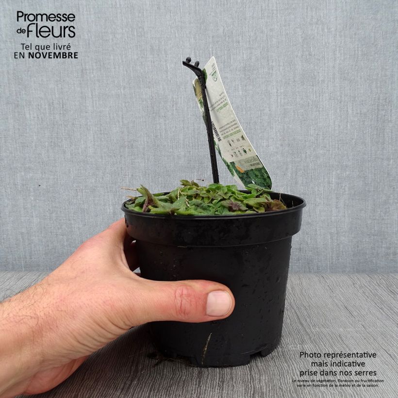 Exemplar von Origan vert ou grec - Origanum heracleoticum (vulgare subsp. hirtum) Pot de 1,5L/2L wie im Herbst geliefert