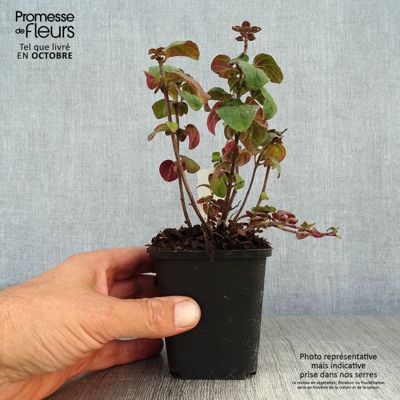 Exemplar von Hybrid-Dost Rosenkuppel - Origanum Kleine Töpfe von 8/9 cm wie im Herbst geliefert