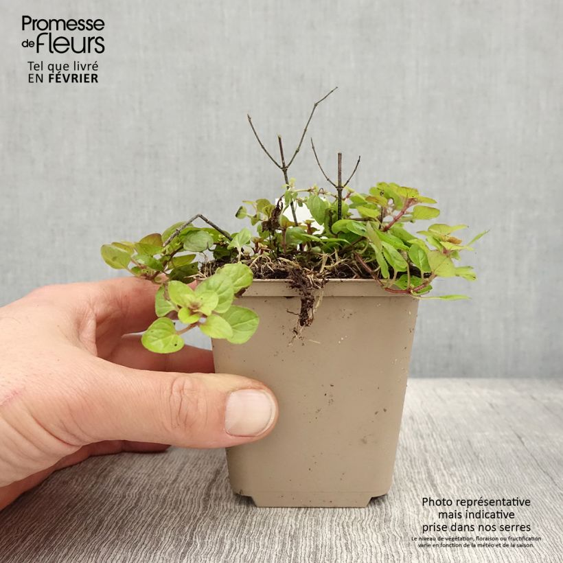 Exemplar von Origanum vulgare Thumbles Variety - Origan commun doré Godet de 8/9 cm wie im Winter geliefert