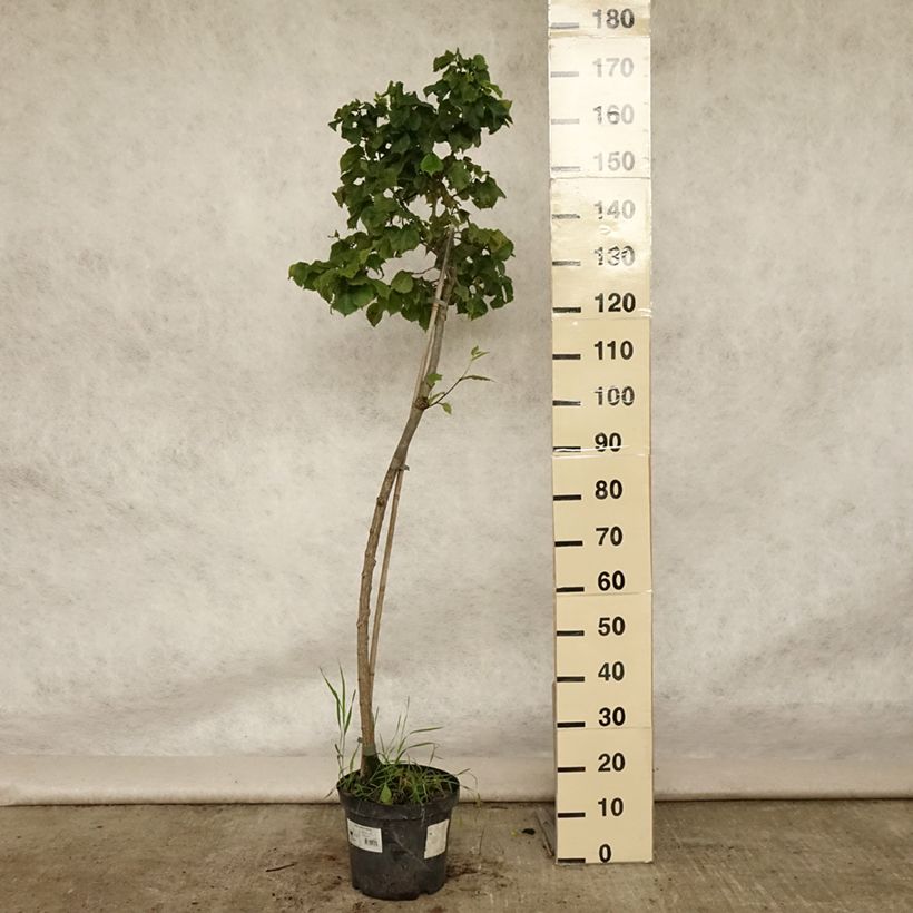 Exemplar von Berg-Ulme Nana - Ulmus glabra Topf mit 7,5L/10L, Stamm wie im Sommer geliefert