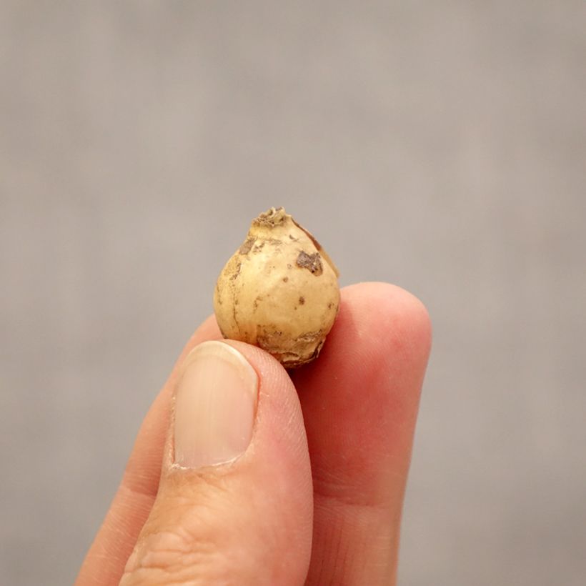 Exemplar von Ornithogalum Namib Sun - Zapfenkopf Zwiebel Kaliber/Größe 5+ wie im Frühjahr geliefert