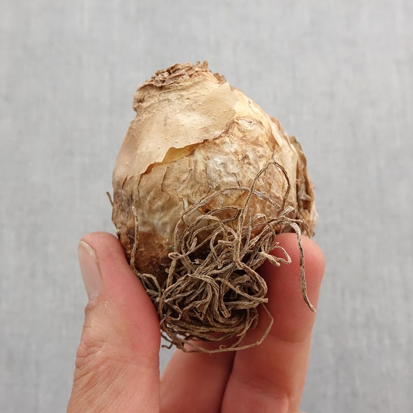 Example of Ornithogalum saundersiae - Zapfenkopf Zwiebel Kaliber/Größe 18+ as you get in printemps