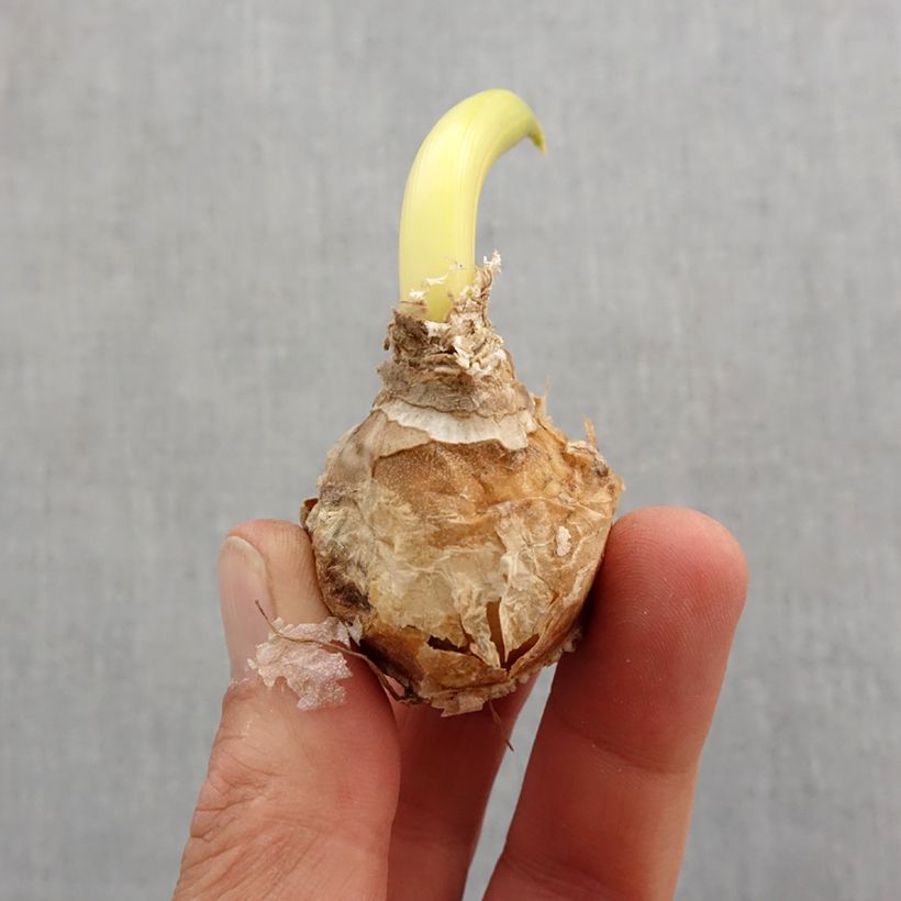 Exemplar von Ornithogalum arabicum - Zapfenkopf Zwiebel Kaliber/Größe 12+ wie im Frühjahr geliefert