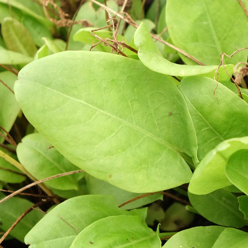 Ampfer (Pflanzen) - Rumex scutatus (Laub)