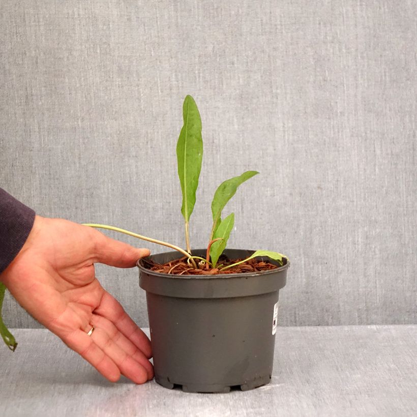 Exemplar von Ampfer - Rumex patientia Topf mit 1,5L/2L wie im Herbst geliefert