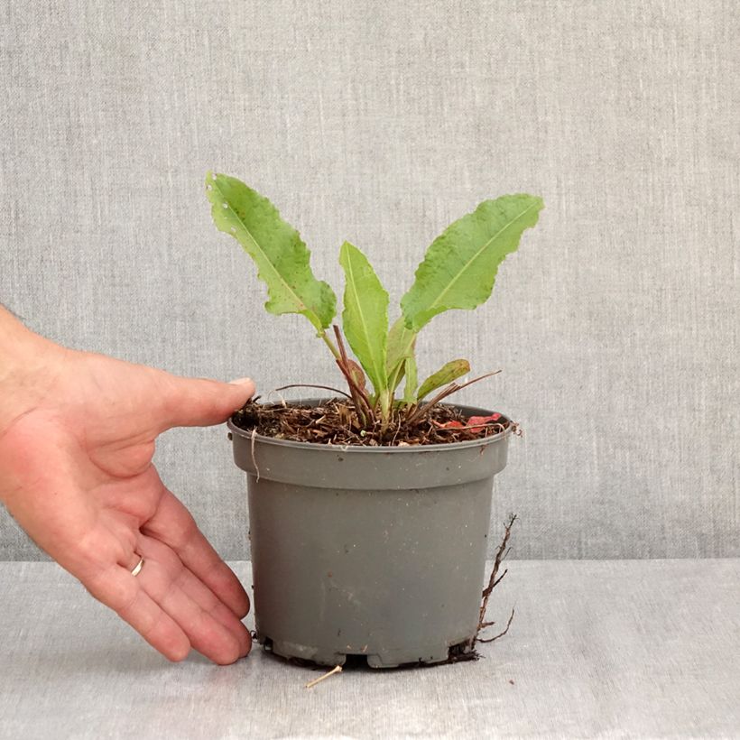 Exemplar von Ampfer - Rumex patientia Topf mit 1,5L/2L wie im Sommer geliefert