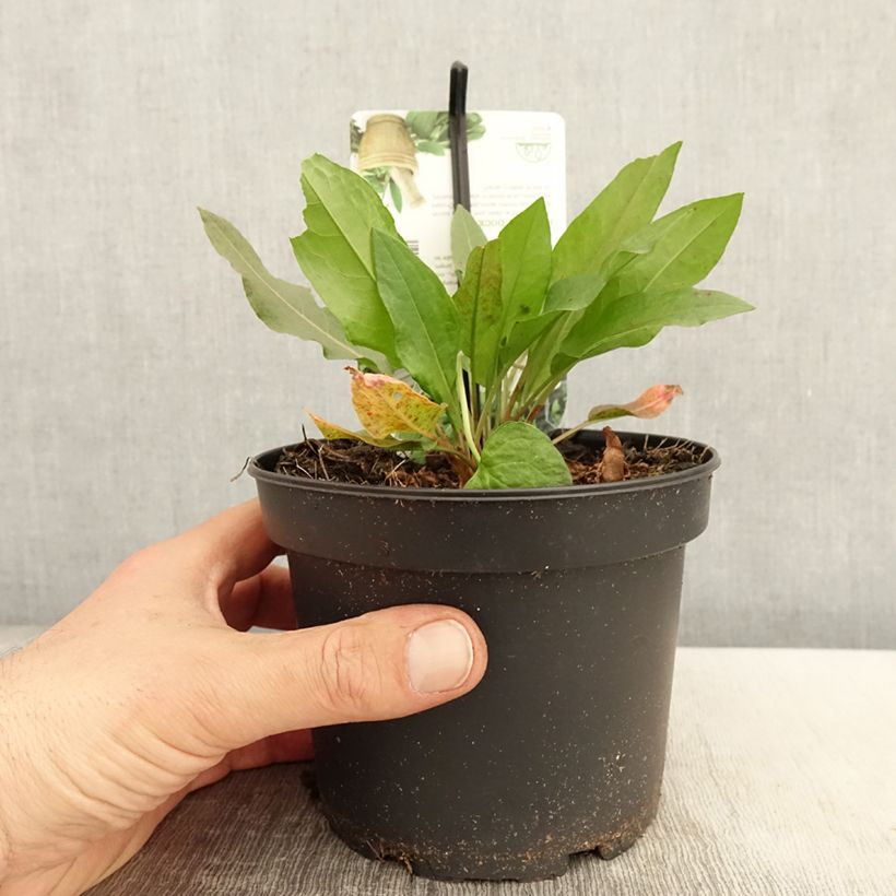 Example of Ampfer - Rumex patientia Topf mit 1,5L/2L as you get in printemps