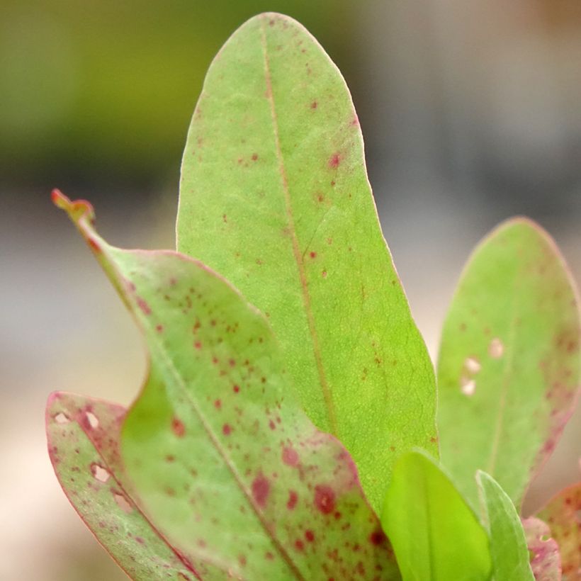 Ampfer - Rumex patientia (Foliage)