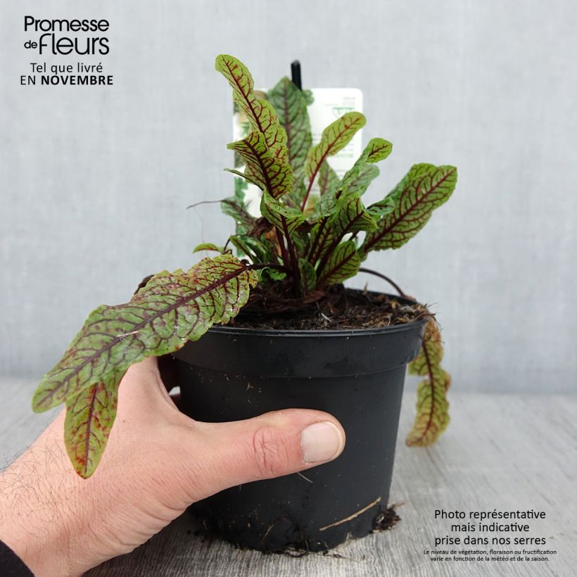 Exemplar von Oseille sanguine - Rumex sanguineus Pot de 1,5L/2L wie im Herbst geliefert