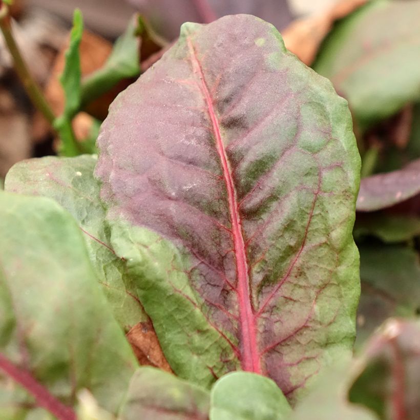 Ampfer Ruber - Rumex arifolius (Laub)