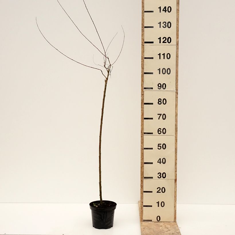 Exemplar von Purpur-Weide Pendula - Salix purpurea Topf mit 3L/4L, Stamm wie im Winter geliefert