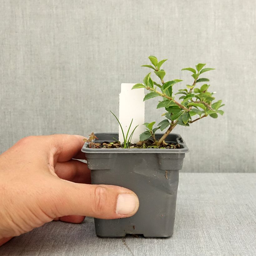 Exemplar von Delavays Duftblüte - Osmanthus delavayi Kleine Töpfe von 8/9 cm wie im Frühjahr geliefert