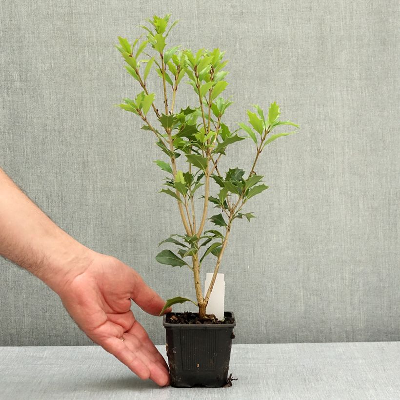 Exemplar von Stachelblättrige Duftblüte - Osmanthus heterophyllus Kleine Töpfe von 8/9 cm wie im Frühjahr geliefert