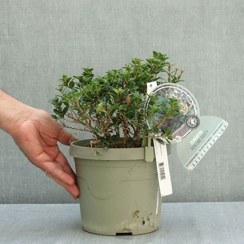 Exemplar von Stachelblättrige Duftblüt Perfume Party - Osmanthus heterophyllus Topf mit 3L/4L wie im Sommer geliefert