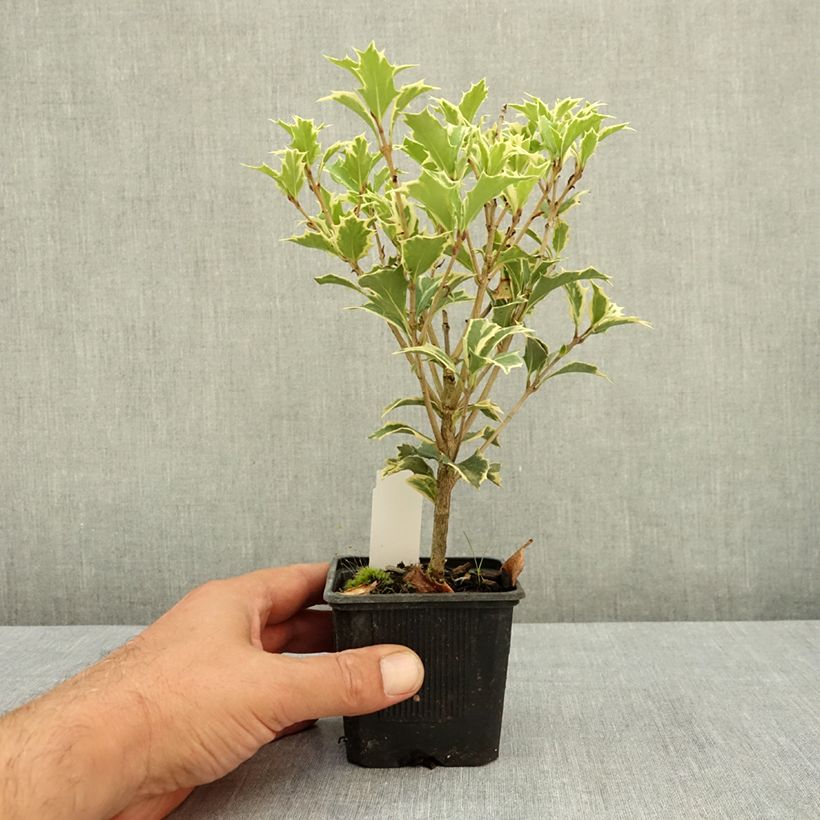 Exemplar von Stachelblättrige Duftblüte Variegatus - Osmanthus heterophyllus Kleine Töpfe von 8/9 cm wie im Sommer geliefert