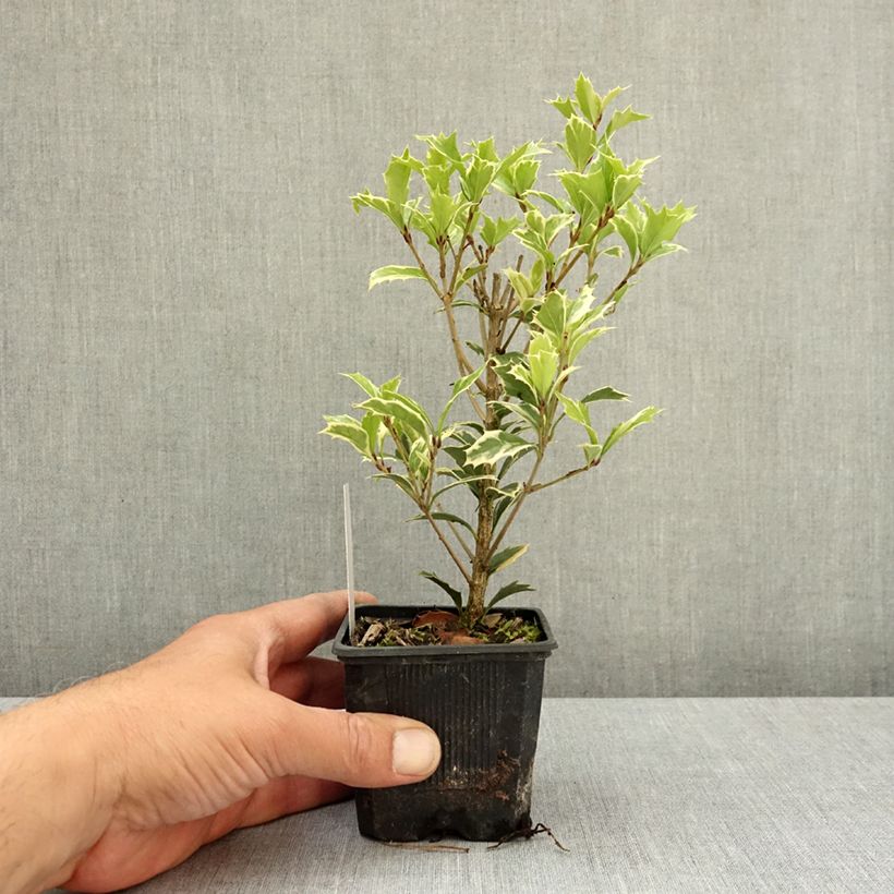 Exemplar von Stachelblättrige Duftblüte Variegatus - Osmanthus heterophyllus Kleine Töpfe von 8/9 cm wie im Frühjahr geliefert