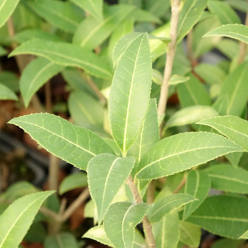 Osmanthus serrulatus - Duftblüte (Foliage)