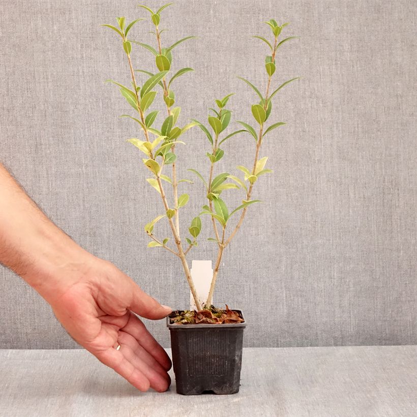 Exemplar von Osmanthus serrulatus - Duftblüte Kleine Töpfe von 8/9 cm wie im Sommer geliefert