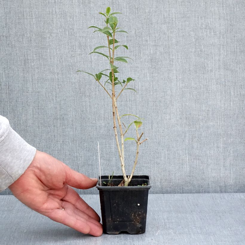 Example of Osmanthus serrulatus - Duftblüte Kleine Töpfe von 8/9 cm as you get in printemps