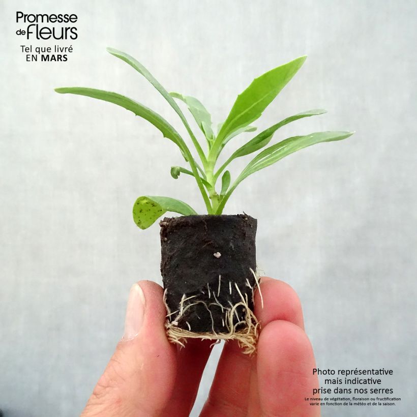 Example of Kapmargerite Dalina Orange - Osteospermum Mini-Plug Ø 3/4 cm as you get in printemps