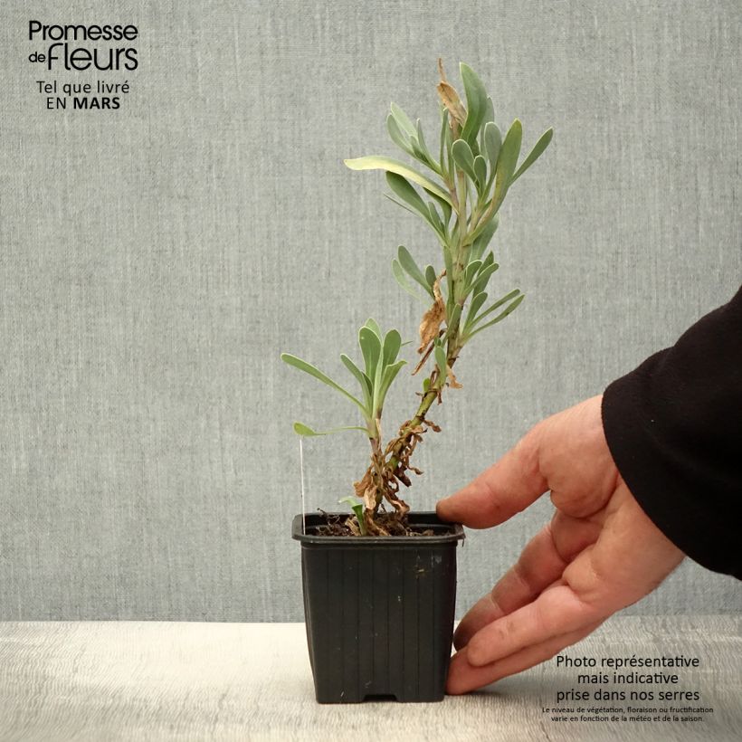 Exemplar von Othonnie - Othonna cheirifolia Kleine Töpfe von 8/9 cm wie im Frühjahr geliefert