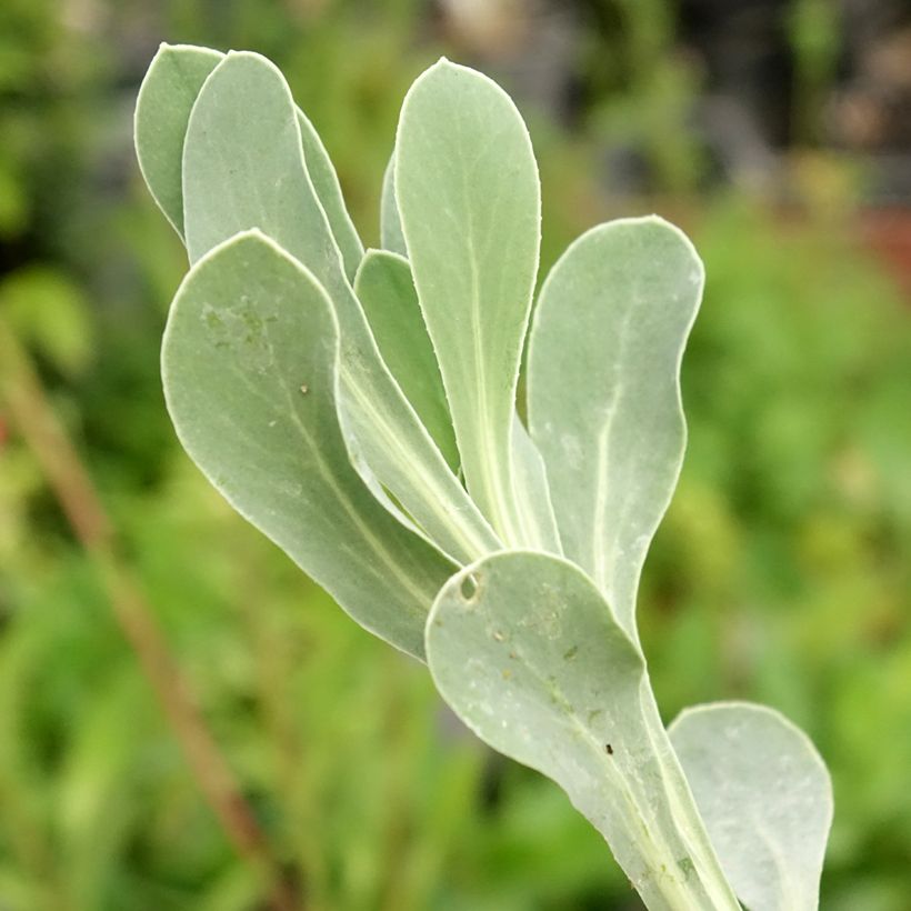 Othonnie - Othonna cheirifolia (Laub)