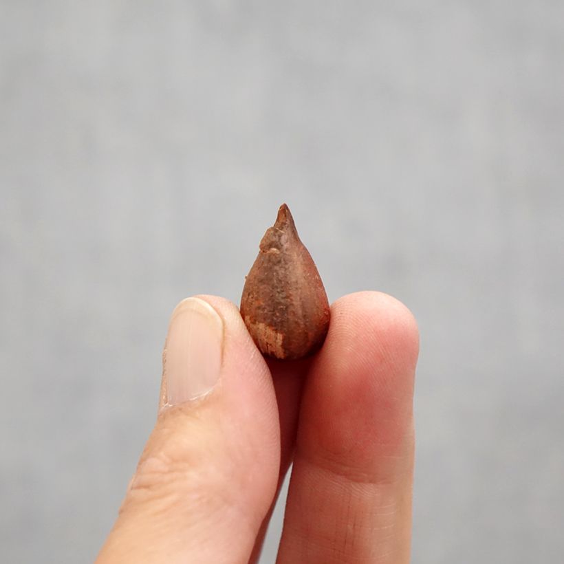 Exemplar von Sauerklee Double Trouble - Oxalis compressa Zwiebel Kaliber/Größe I wie im Frühjahr geliefert