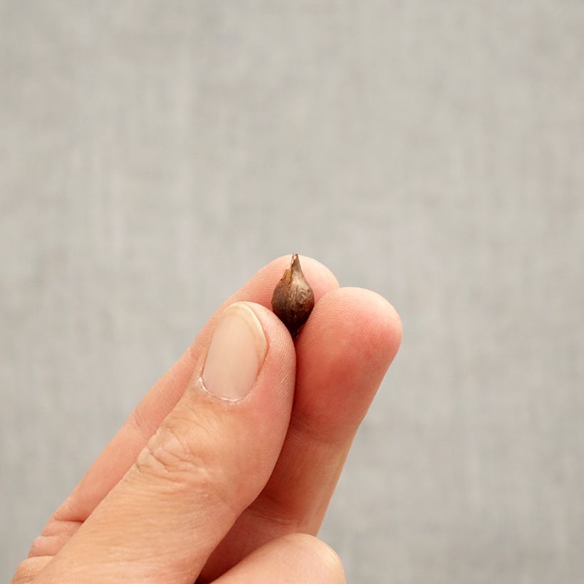 Example of Purpur-Sauerklee Alba - Oxalis purpurea Zwiebel Kaliber/Größe I as you get in printemps