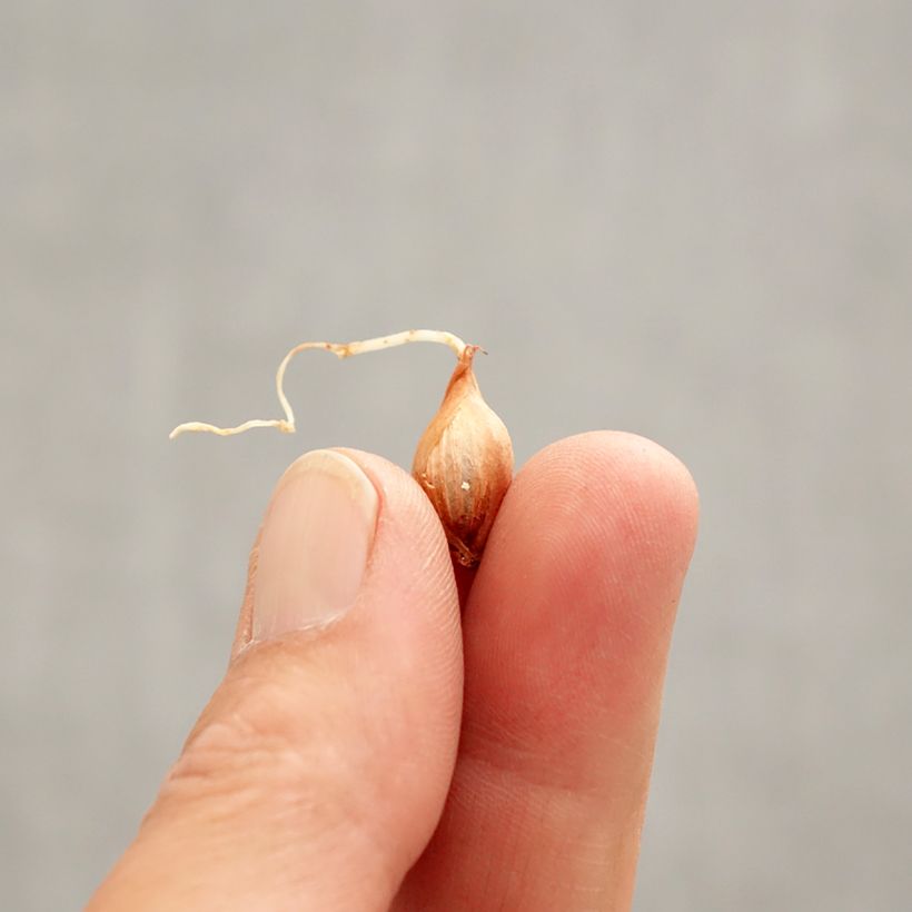 Example of Purpur-Sauerklee Garnet - Oxalis purpurea Zwiebel Kaliber/Größe I as you get in printemps