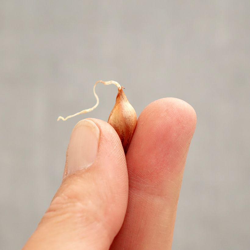 Exemplar von Purpur-Sauerklee Ken Aslet - Oxalis purpurea Zwiebel Kaliber/Größe I wie im Frühjahr geliefert