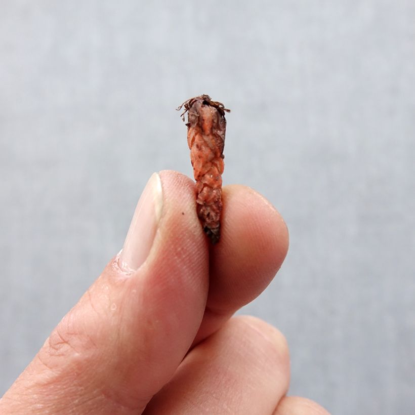 Example of Dreieckiger Glücksklee Fanny - Oxalis triangularis Zwiebel Kaliber/Größe I as you get in printemps