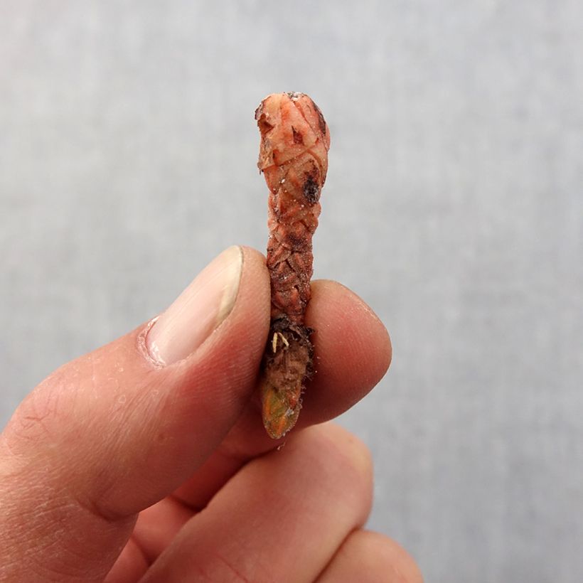 Exemplar von Dreieckiger Glücksklee Marmer - Oxalis triangularis subsp.papilionacea Zwiebel Kaliber/Größe I wie im Frühjahr geliefert