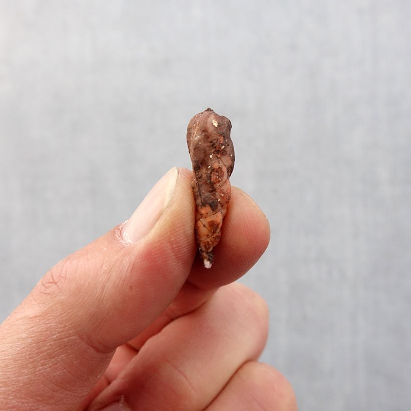 Exemplar von Dreieckiger Glücksklee Atropurpurea - Oxalis triangularis subsp.papilionacea Zwiebel Kaliber/Größe I wie im Frühjahr geliefert