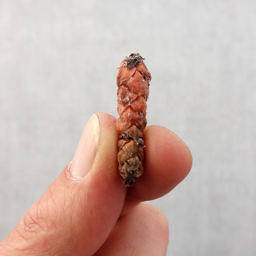 Example of Dreieckiger Glücksklee - Oxalis triangularis subsp.papilionacea Zwiebel Kaliber/Größe I as you get in printemps