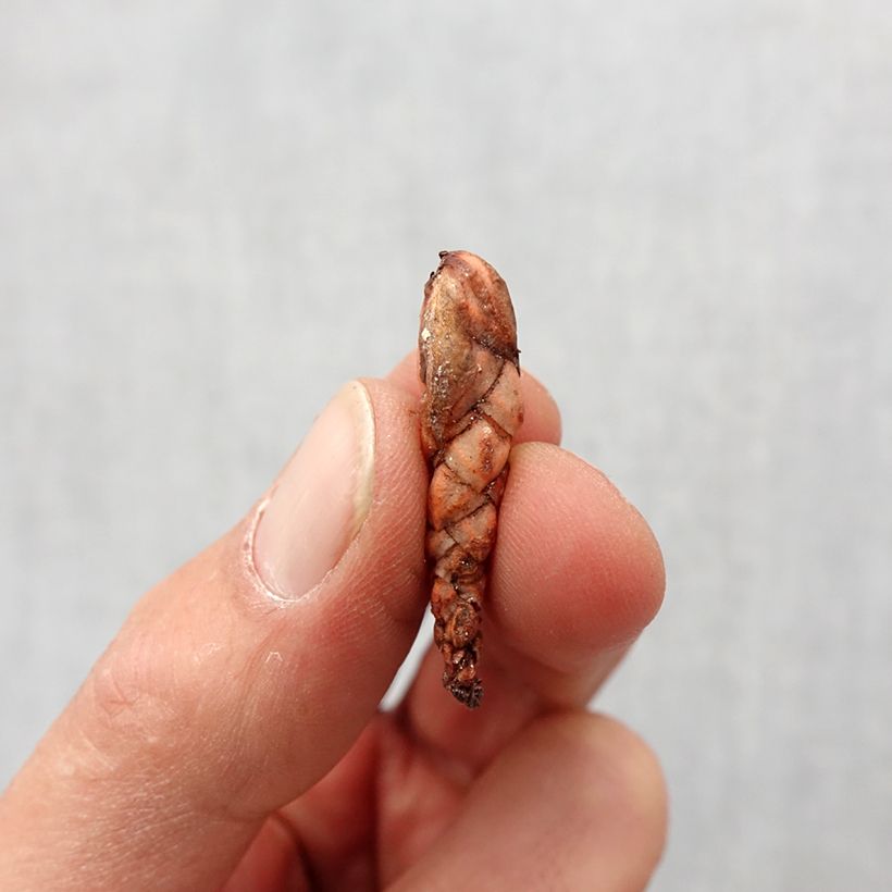 Exemplar von Dreieckiger Glücksklee - Oxalis triangularis Zwiebel Kaliber/Größe I wie im Frühjahr geliefert