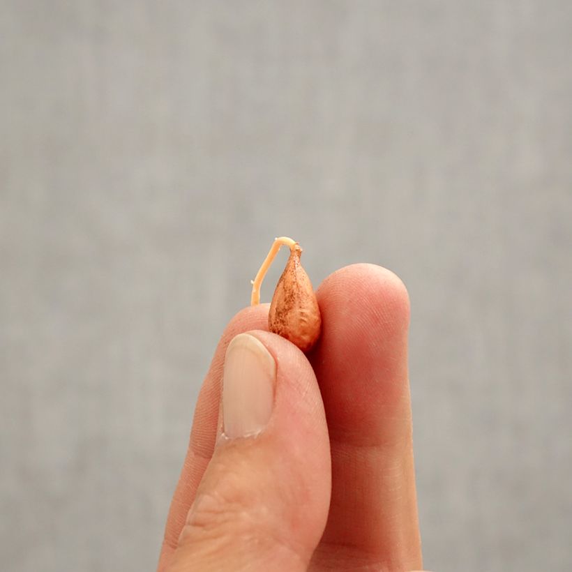 Exemplar von Zweifarbiger Sauerklee - Oxalis versicolor Zwiebel Kaliber/Größe I wie im Frühjahr geliefert