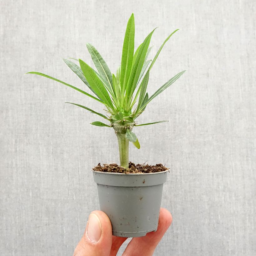 Exemplar von Madagaskarpalme - Pachypodium lamerei Mini-Pflanze wie im Frühjahr geliefert