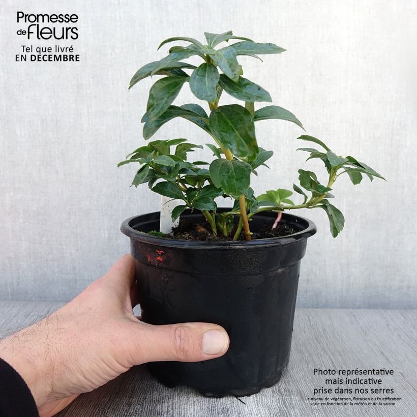 Exemplar von Pachysandra terminalis Pot de 2L/3L wie im Herbst geliefert