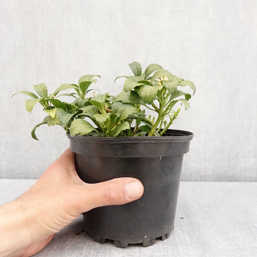 Example of Pachysandra terminalis Green Carpet - Japanischer Ysander Topf mit 2L/3L as you get in printemps