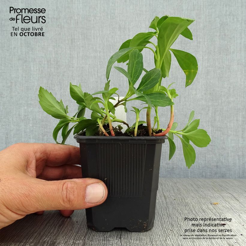 Exemplar von Pachysandra terminalis Green Sheen - Japanischer Ysander Kleine Töpfe von 8/9 cm wie im Herbst geliefert