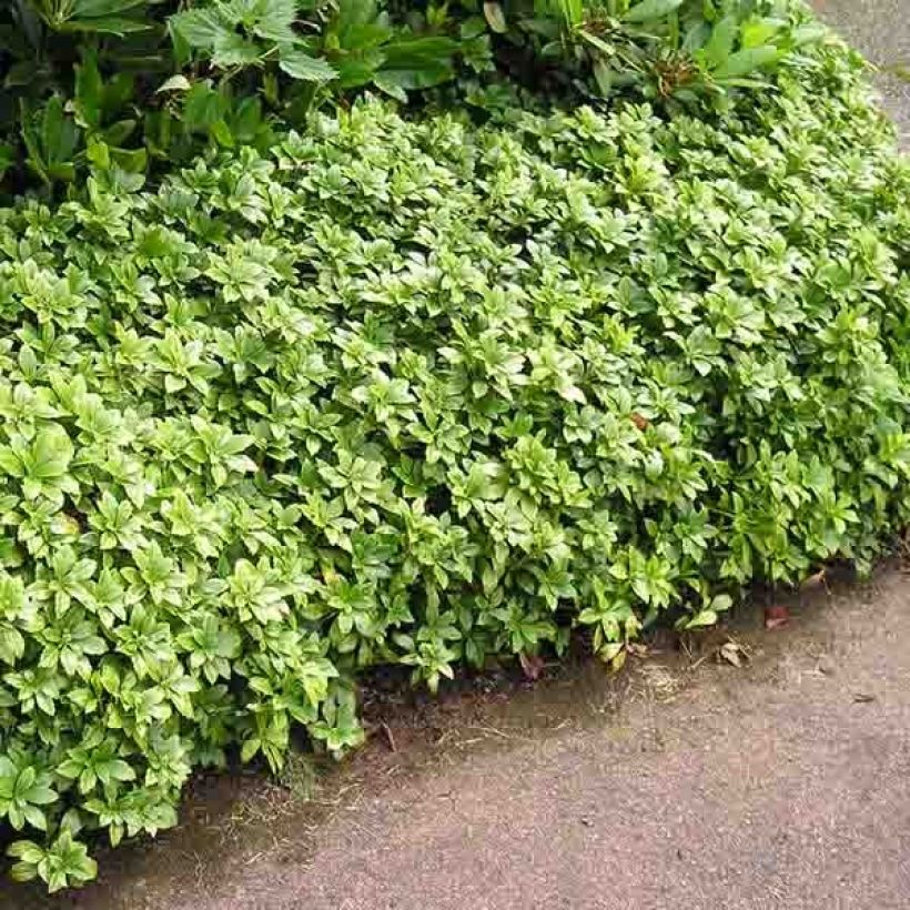 Pachysandra terminalis - Japanischer Ysander (Plant habit)