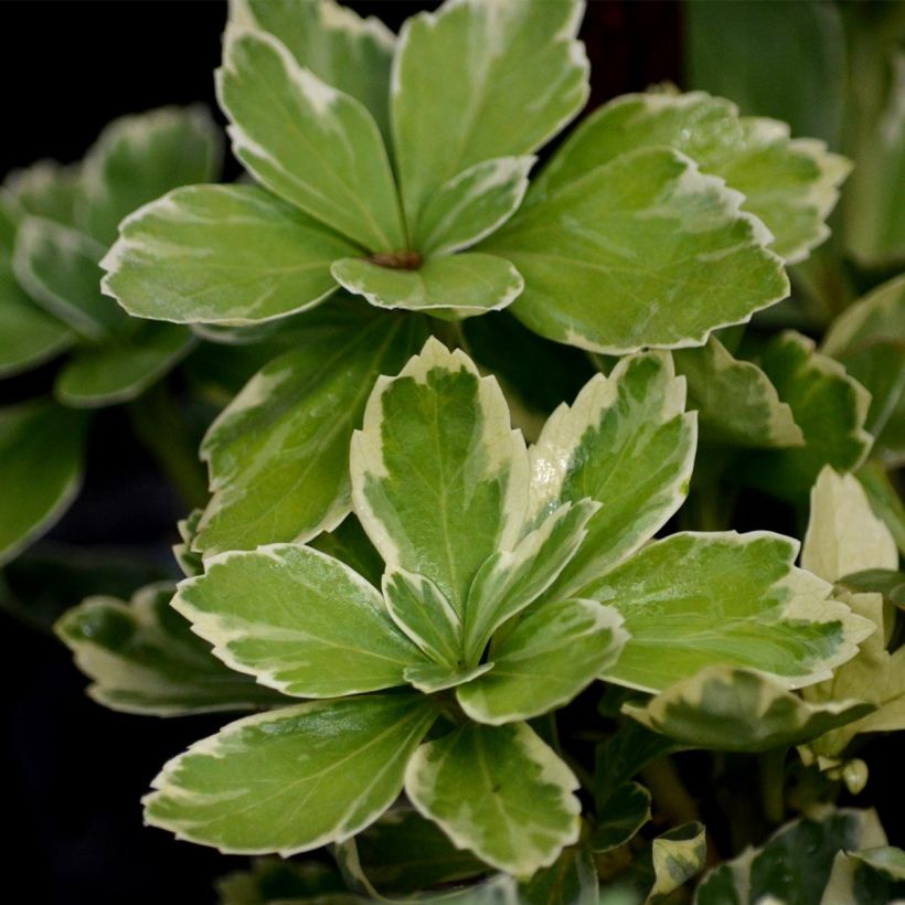 Pachysandra terminalis Variegata - Japanischer Ysander (Foliage)