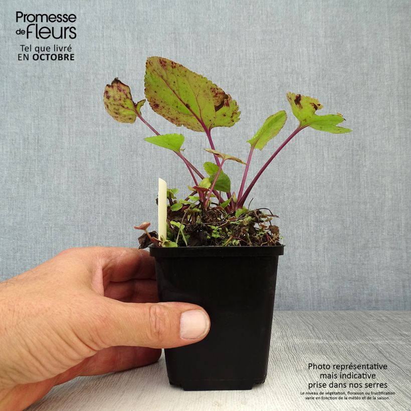 Exemplar von Packera aurea - Kreuzkraut Kleine Töpfe von 8/9 cm wie im Herbst geliefert