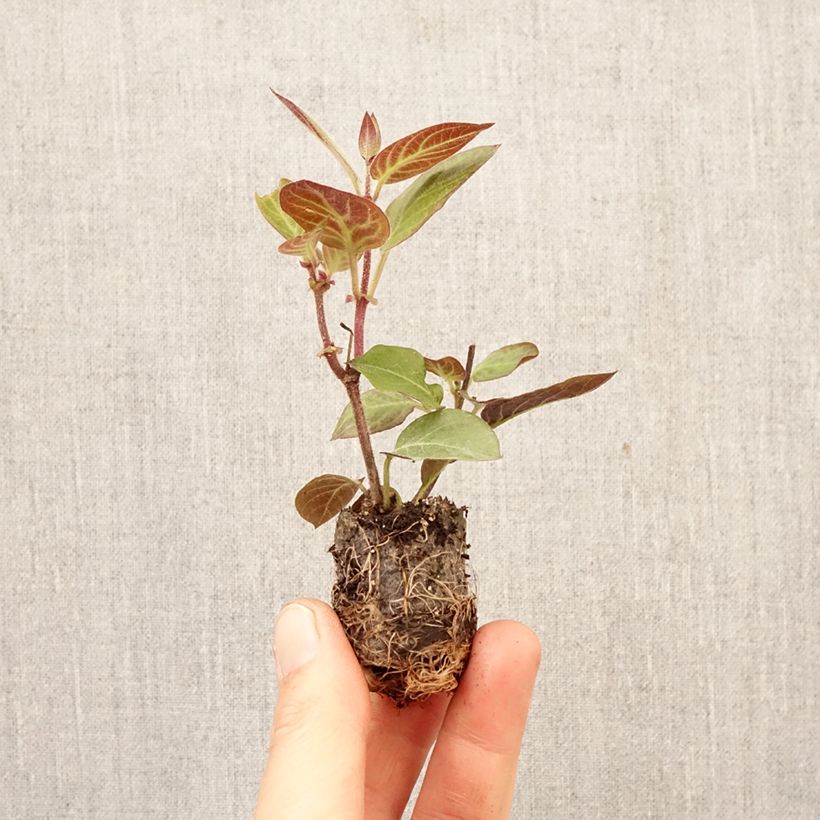 Exemplar von Käsekraut - Paederia lanuginosa Mini-Plug Ø 3/4 cm wie im Frühjahr geliefert