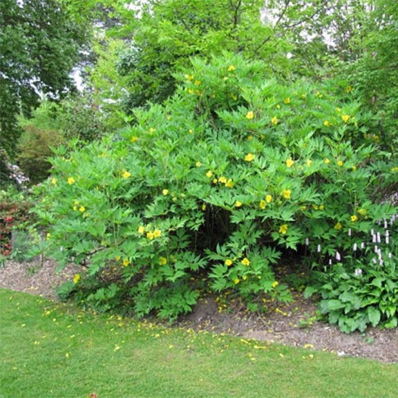 Paeonia delavayi var. lutea (Wuchs)