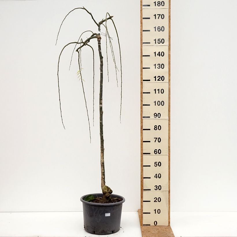 Exemplar von Sophora japonica Pendula - Japanischer Schnurbaum Topf mit 20L/25L, Halbstamm wie im Herbst geliefert