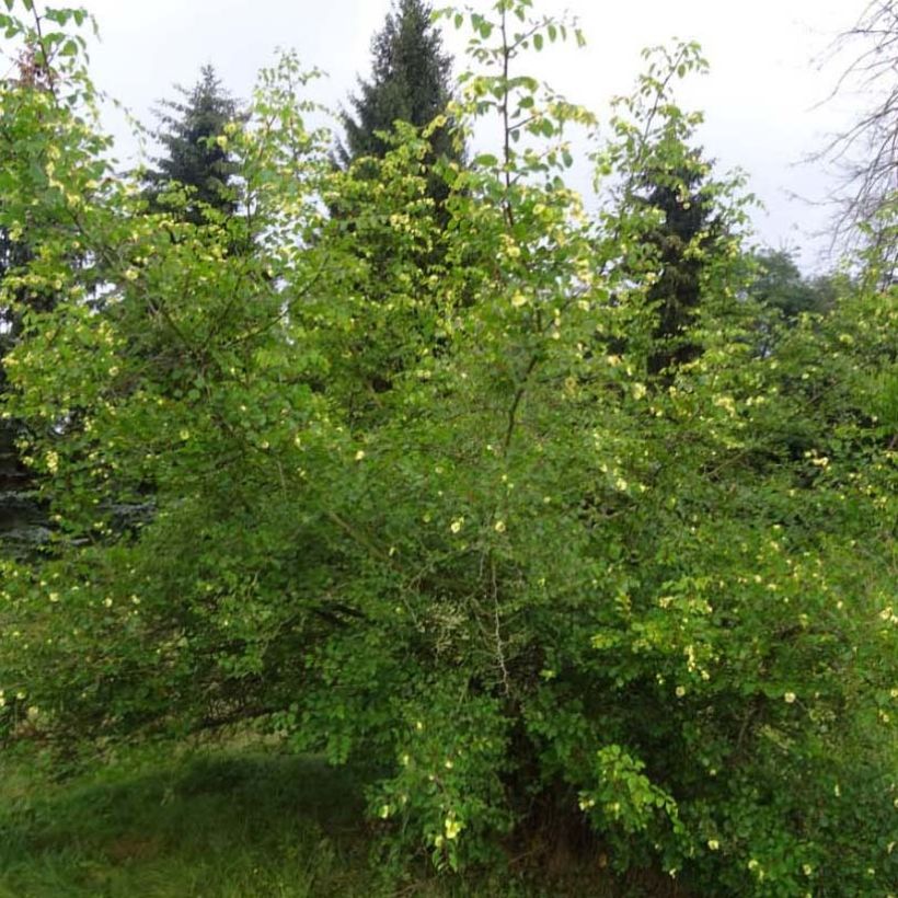 Paliurus spina-christi - Christusdorn (Wuchs)